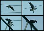 (36) osprey montage.jpg    (1000x720)    224 KB                              click to see enlarged picture
